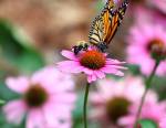 Extinction de masse : les insectes menacés, quelles solutions pour les préserver ?