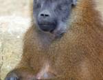 Gibbon : un singe qui se prend pour Tarzan