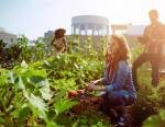 La sauvegarde des jardins collectifs et familiaux : un enjeu pour la biodiversité