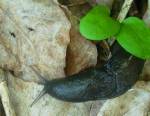 Limaces et escargots : comment s'en débarrasser