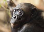 Gibbon : un singe qui se prend pour Tarzan