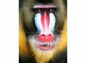 Gibbon : un singe qui se prend pour Tarzan