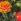 Tomates et oeillets d'Inde © Thompson and Morgan