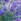 Aster : un fleur d'automne