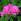 Bouture des rosiers