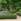 Buis Buxus suffruticosa