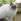 Le Sacre de Birmanie