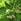 Choisir ses arbres