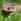 Crapaud commun