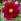 Planter et cultiver des dahlias