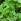 Culture des plantes condimentaires