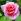 Entretenir ses rosiers