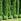 Planter des thuyas