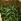 Cultiver des haricots verts