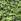 Lierre : Hedera helix Hahns