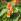 Impatiens bicaudata © Pépinières Fleurs du Sud