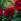 Pivoines rouges