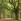 Planter un arbre