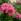 Les rhododendrons