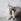 Traiter les puces du chat