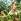 Soigner les arbres fruitiers