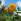 La culture des tournesols