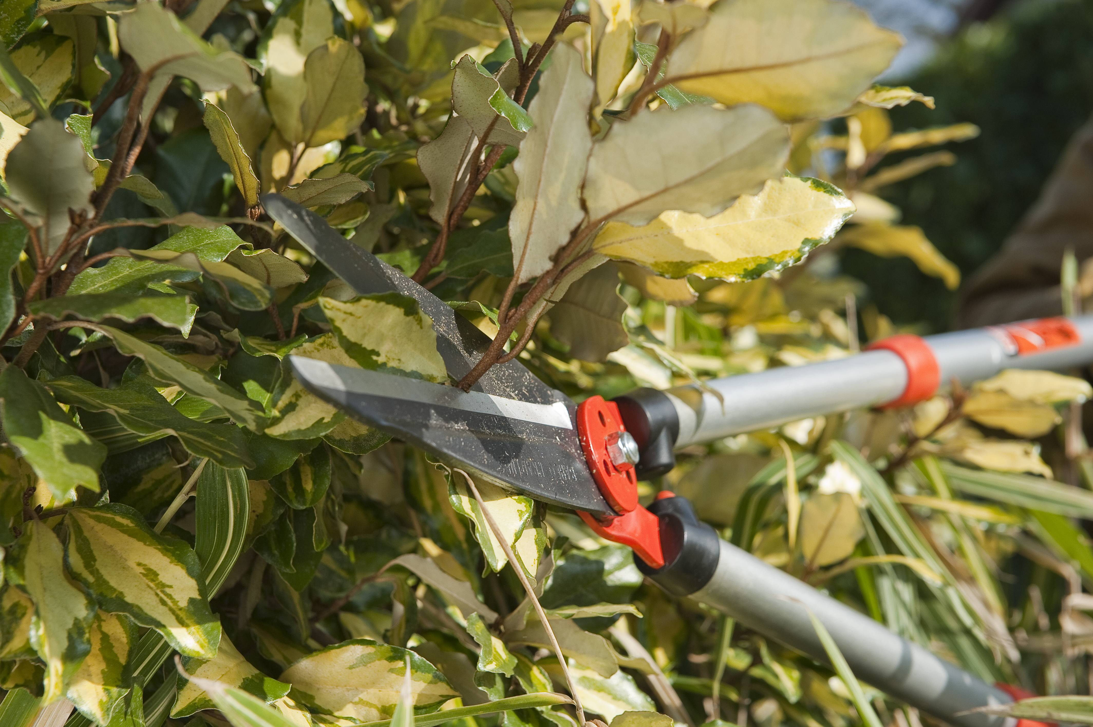 Bien choisir sa cisaille | Pratique.fr