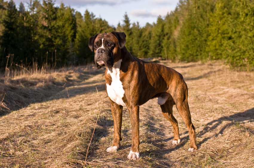 Choisir la race de son chien : le Boxer | Pratique.fr