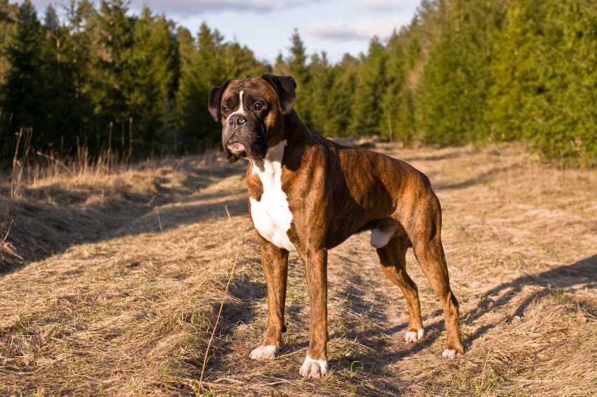 Choisir La Race De Son Chien Le Boxer Pratiquefr