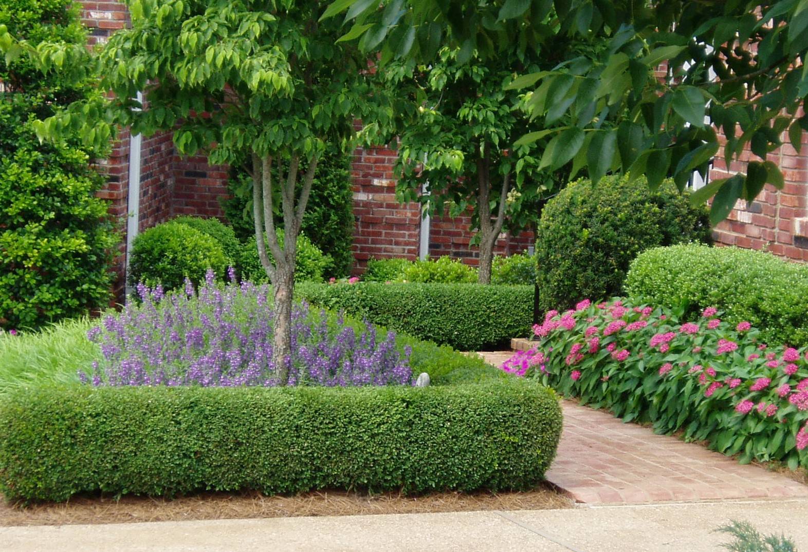 Buis Planter Et Tailler Du Buis Pratique fr Buis Planter Et Tailler Du Buis Pratique fr