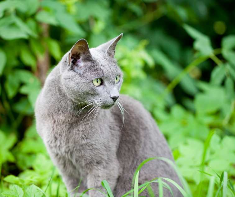 Adopter Un Chat Le Bleu Russe Pratique Fr