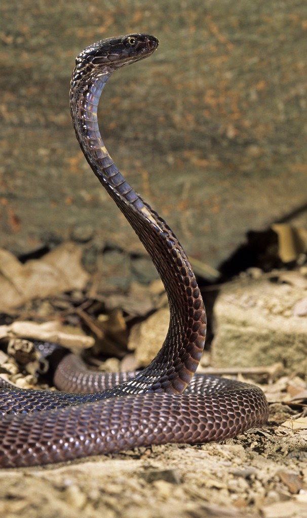 Cobras naja Cobra Royal Cobra Cracheur Serpents Mortels Pratique fr