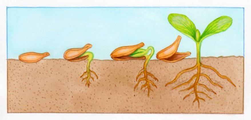 comment planter graine de courge