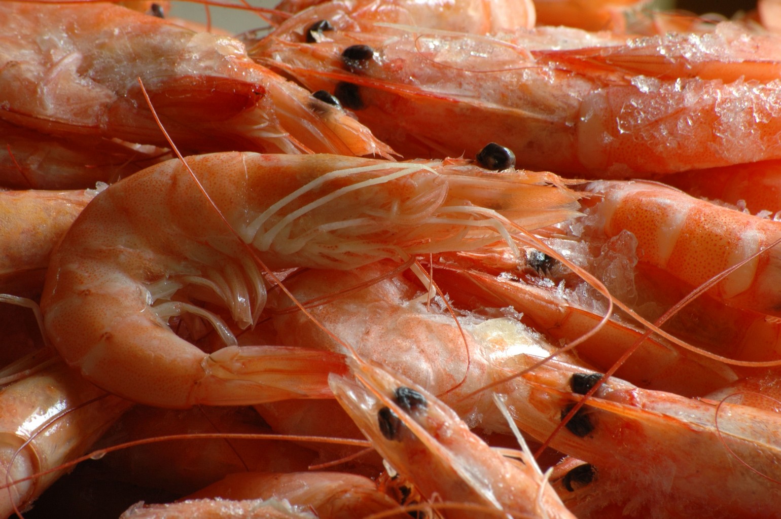 Quelle Est La Dur e Limite De Consommation Des Crevettes RGNM