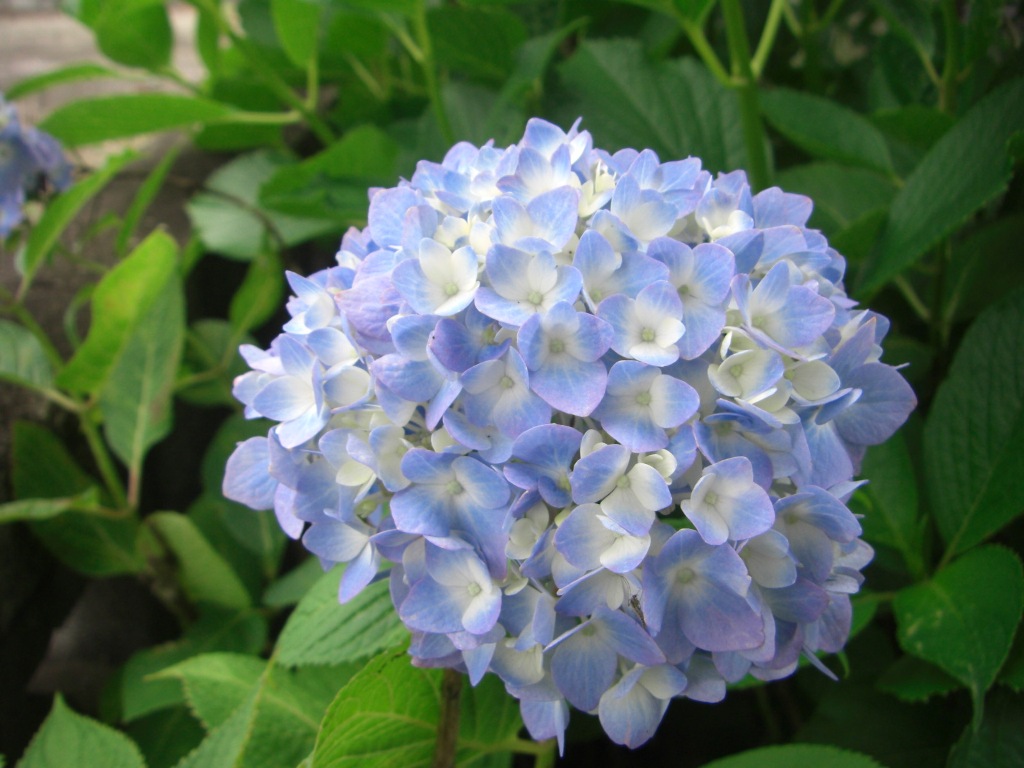 comment cultiver des hortensias en pot