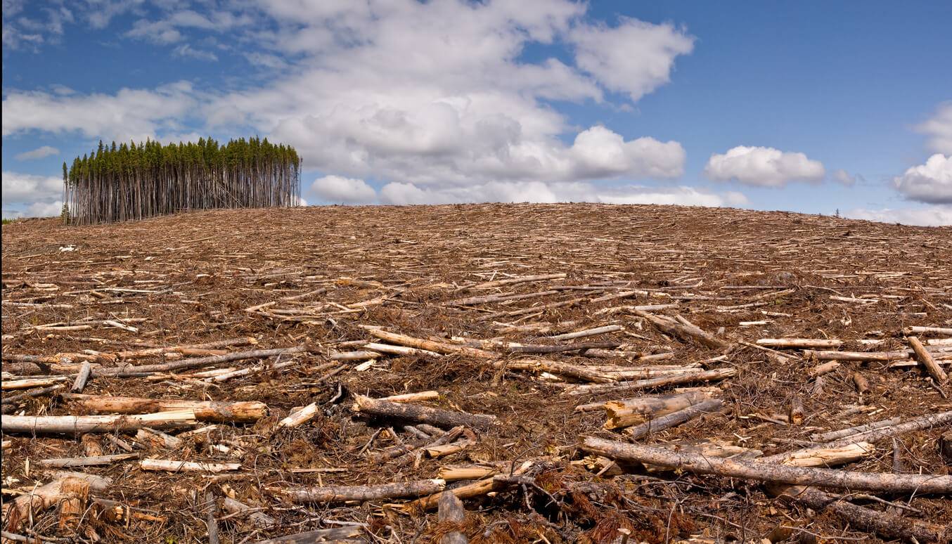 environnement-la-d-forestation-favorise-t-elle-l-apparition-de