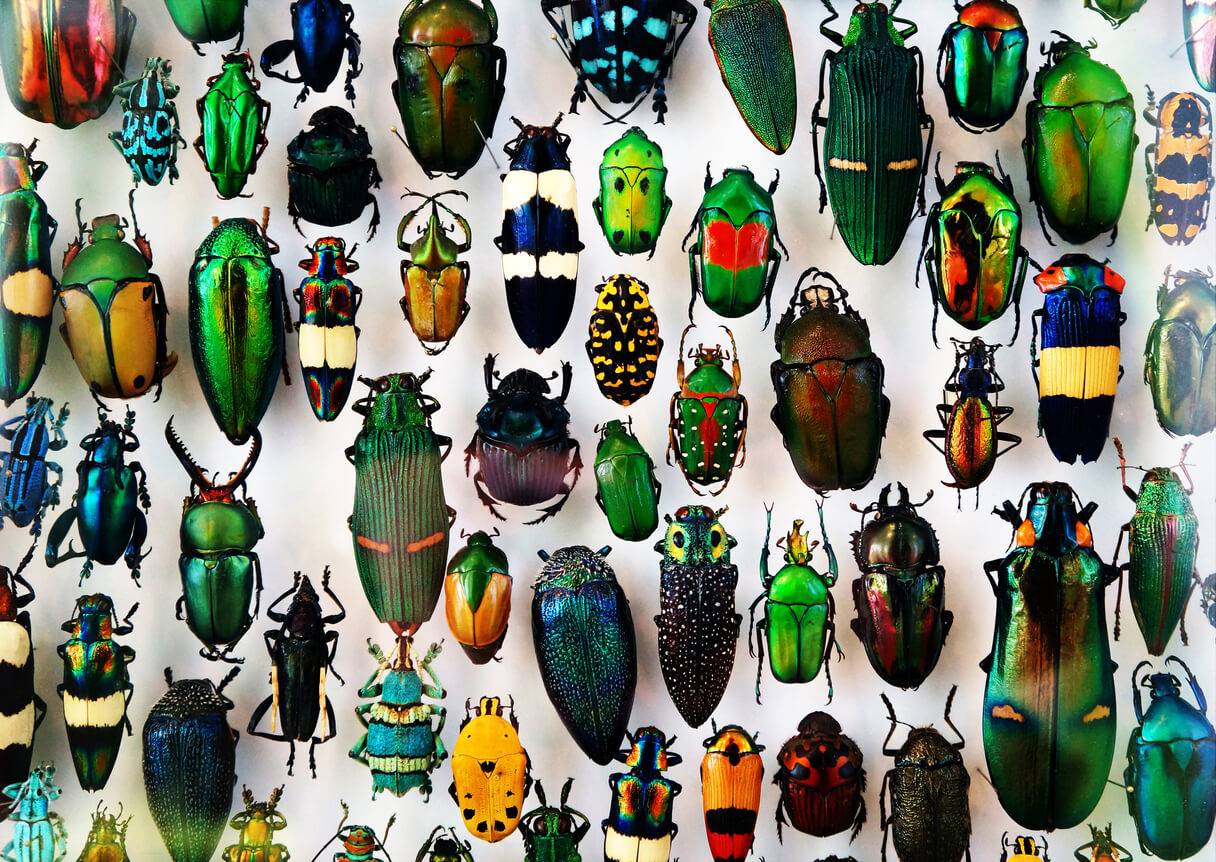 Insectes Un Monde Fascinant à Découvrir Pratiquefr