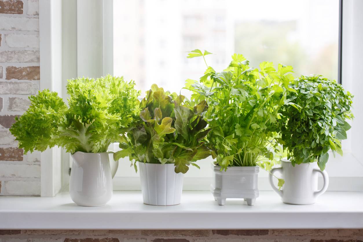 kitchen herb planter light