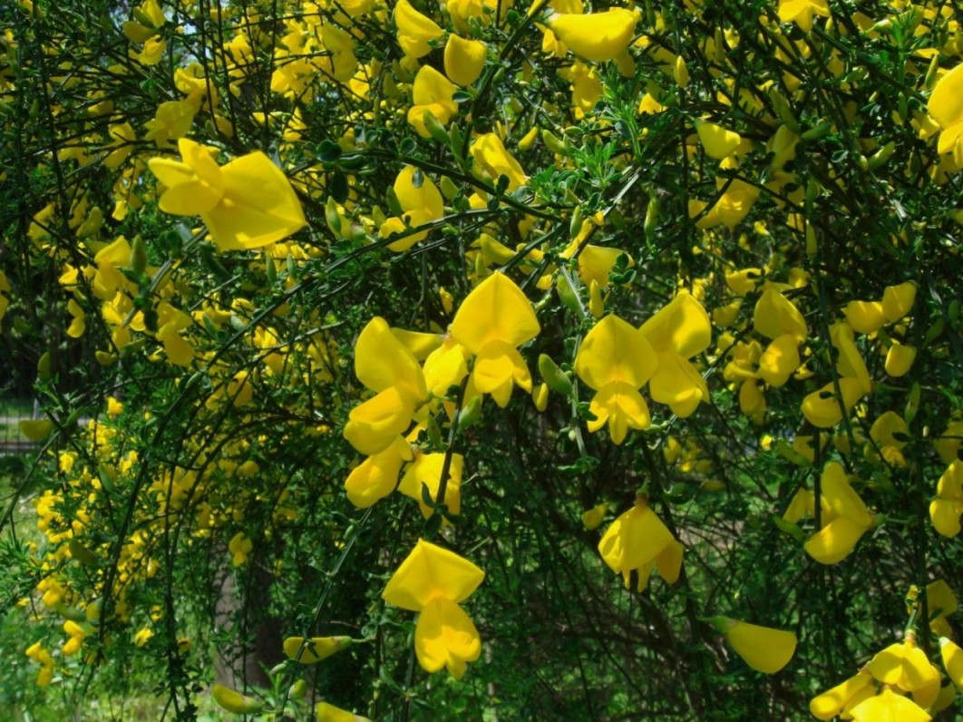Plantes et fleurs jaunes | Pratique.fr