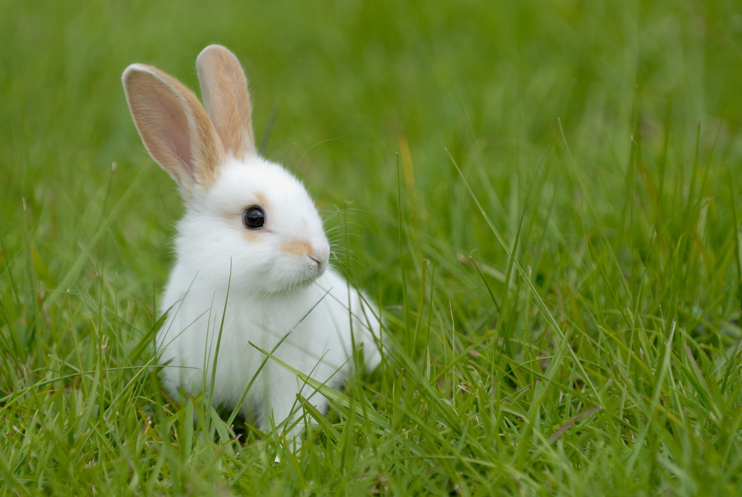 Adopter Un Lapin Une Bonne Id e Pratique fr Adopter Un Lapin Une Bonne Id e Pratique fr