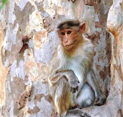 Gibbon : un singe qui se prend pour Tarzan