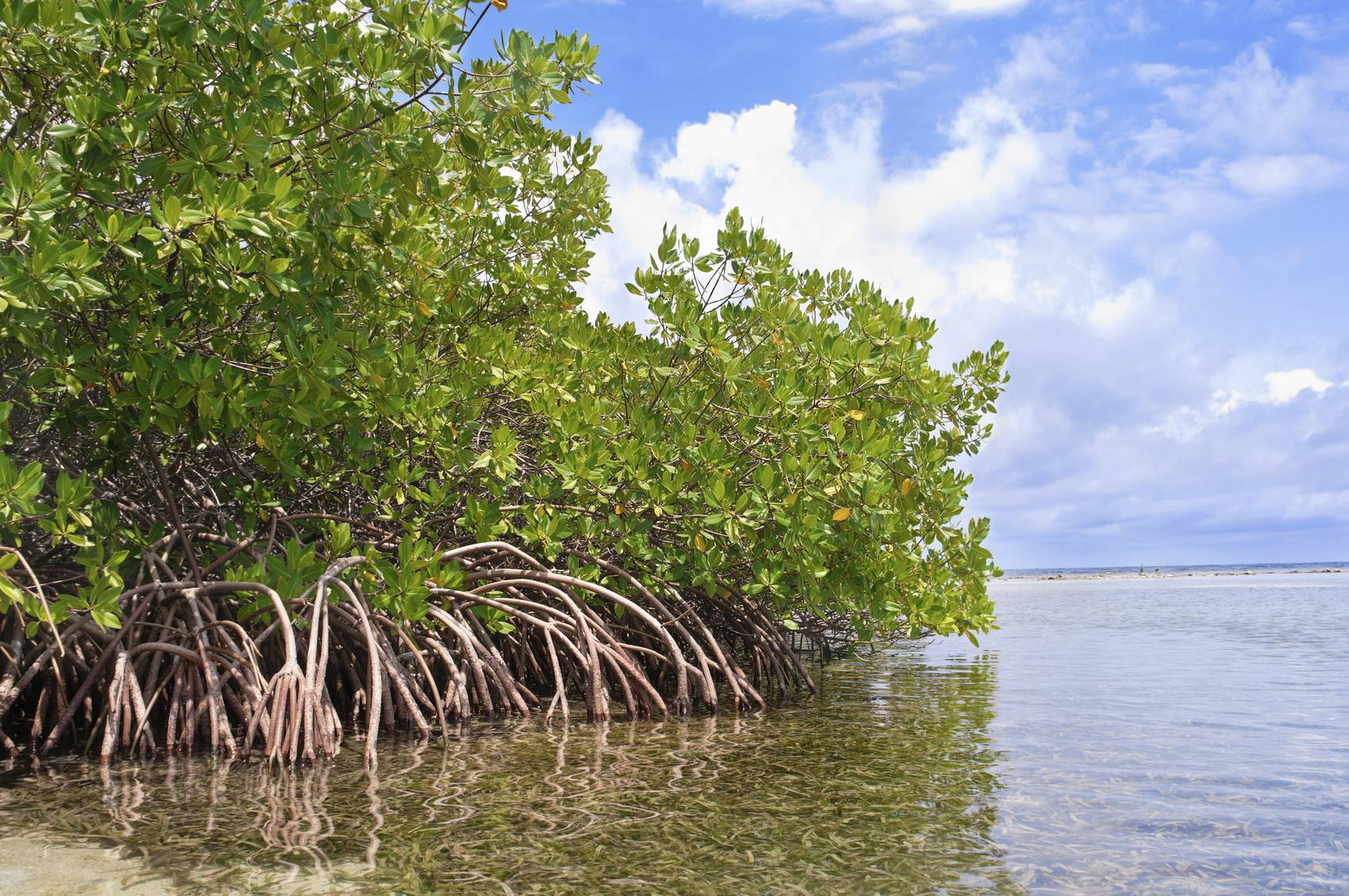 Mangrove Model