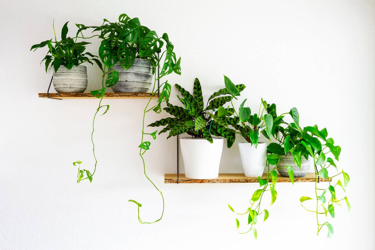 Pourquoi choisir des plantes artificielles pour son intérieur ? |  Pratique.fr
