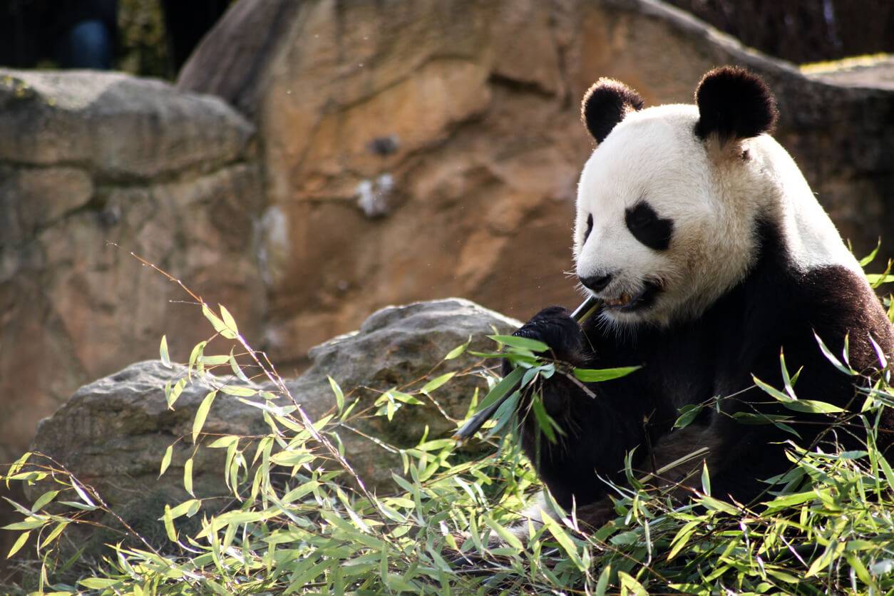 Au zoo de Beauval, permission de sortie pour les jumelles panda