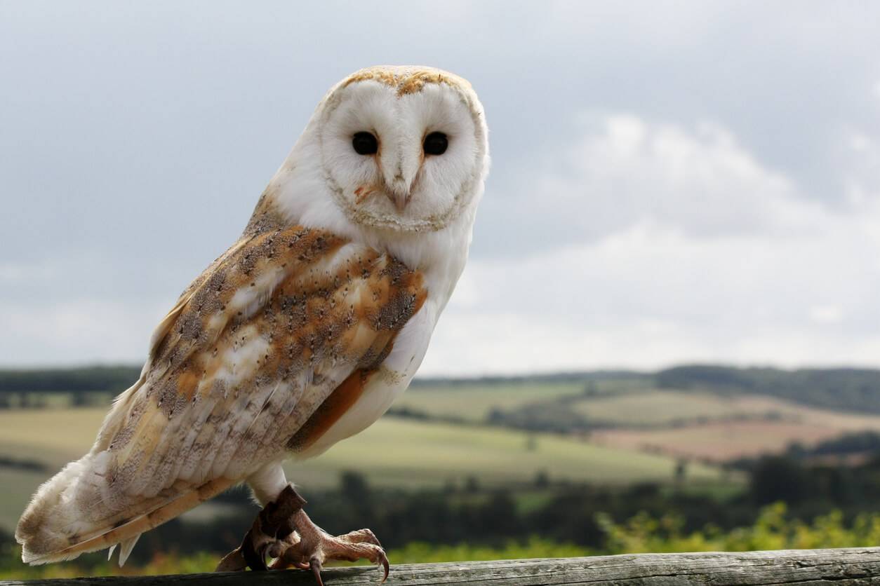 chouette-tout-apprendre-sur-les-chouettes-pratique-fr